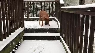 Dog has massive snowstorm freakout