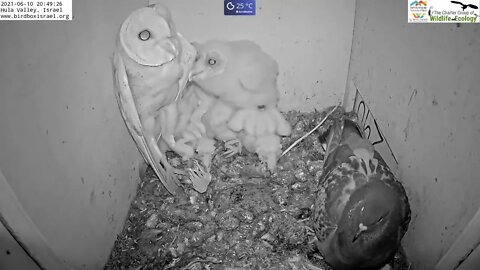 Must watch the dramatic ending Wild pigeon lays egg in active barn owl next to 7barn owl nestlings