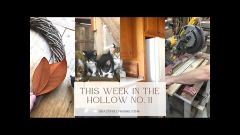 This Week in the Hollow No 11