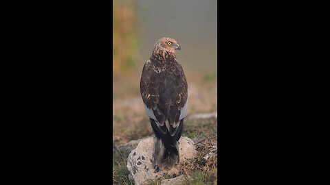 stunning Marsh harrier