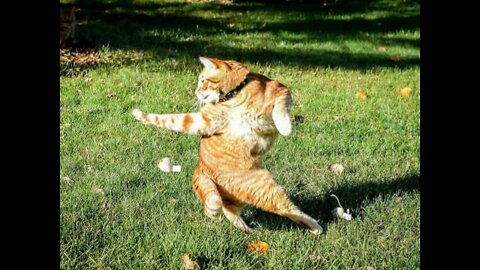 Cat Kung fu ( Fight )