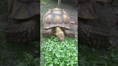 Tortellini Lunch Time #shorts #tortoise #sulcata #sulcatatortoise #lunch