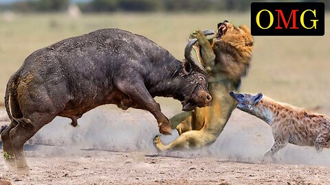 Wild Animals Harsh Life of Wild Animals, Lion, Buffalo, Warthog, Wild Attack