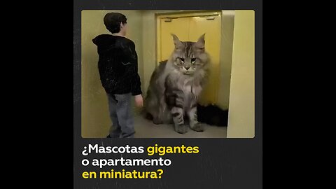 Mascotas parecen enormes en apartamento minúsculo