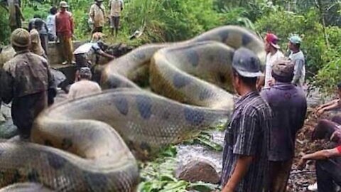 Giant Anaconda World's longest snake found in Amazon River