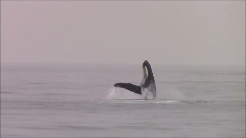 Monterey Bay Whale Watching Capital of the World™-5