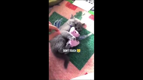 Cat And Its Toy