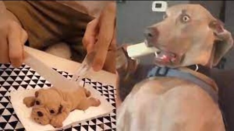 Dog Reaction after cutting cake