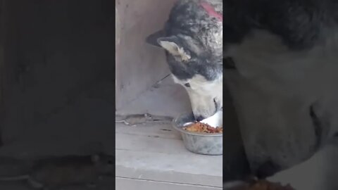 Ratinho Desaforado Tenta Comer a Comida do Cachorro #shorts