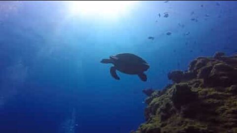 Megulhadores nadam com tartaruga marinha