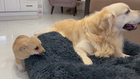 Golden Retriever doesn't want to share his bed with a Puppy