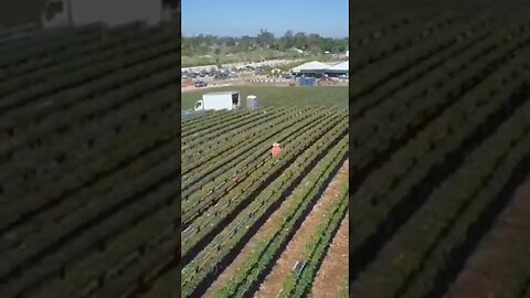 How American farmers harvest their fruits and vegetables 🚜🌾drone view#shorts