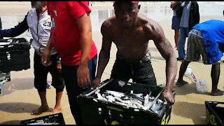 SOUTH AFRICA - Durban - Sardines being netted at Durban beachfront (Videos) (Dwk)