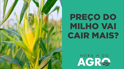 Preço do milho vai cair ainda mais? | HORA H DO AGRO