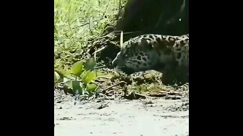 Jaguars Expert Crocodile Hunters Jaguar Hunts Caiman Lizard Jaguar Attacked Crocodile