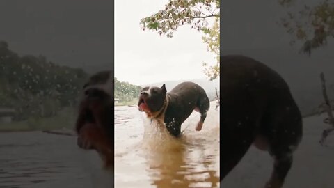 Bad Dogs Playing In Water