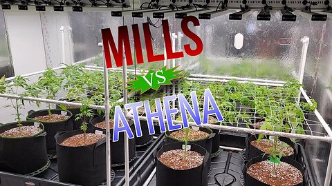 ATHENA vs MILLS -Day 2 VEG - Grow Room Upgrades: light pulley, AC, tray, trellis frame, res tanks...