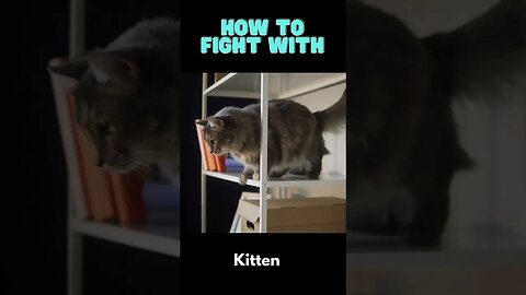 How to Fight with you bff kitten!