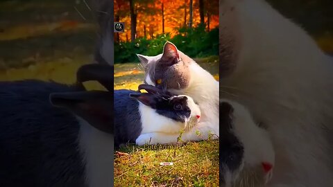 best animal video,funny cat compilation,funny cat reaction #funnyanimal #funnyvideo #shorts #animals