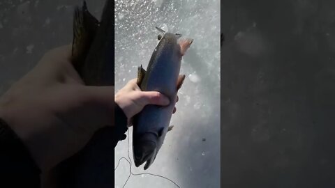 Ice Fishing - Catching BIG fish through the ICE