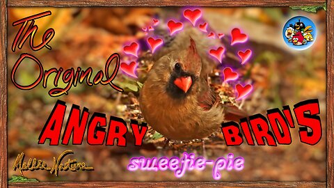 🌺Female Cardinal_Sweetie Pie🌺