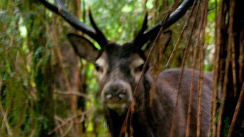 Wild Stag Roars his way in close