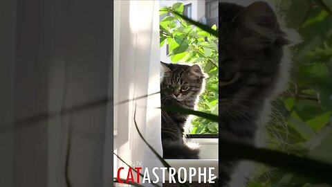 #CATASTROPHE - Spy Kitten