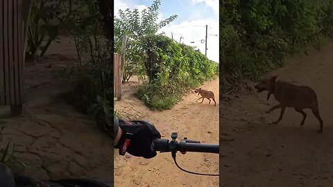 O que passa na cabeça dela? - BIKES E TRILHAS #shorts #bike #trilha #cachorro