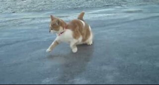 Paranoid cat gets very confused by ice