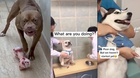 Funny, Smart And Cute Dogs Video Try Not To Laugh💙