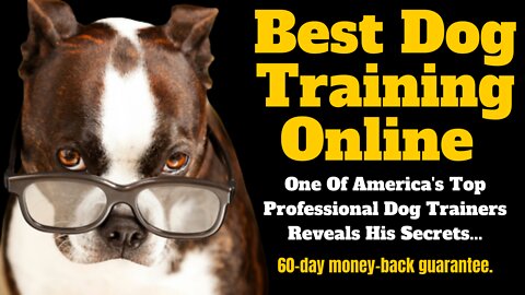 Best Dog Training Online I One Of America's Top Professional Dog Trainers Reveals His Secrets...🐶