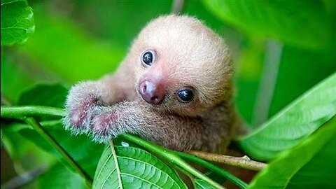 Baby Sloths Being Sloths - FUNNIEST Compilation