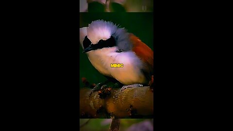 White-crested Laughingthrush Short Fact!