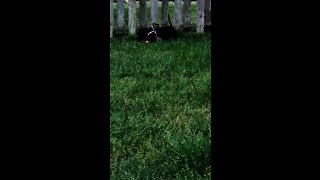 Spatula attached to collar prevents dog from escaping