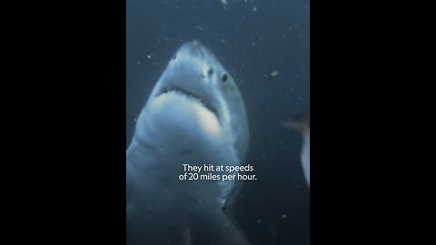 Shark vs Seals