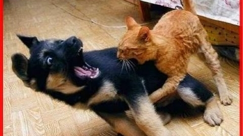 Crazy Cat Attacks Dog For No Reason