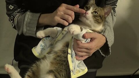 Adorable Purring Cat Wears His New Shirt