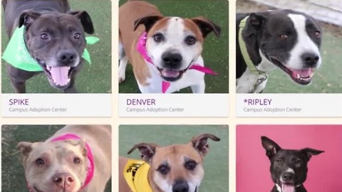 Animal Foundation training aims to make pit bulls more adoptable