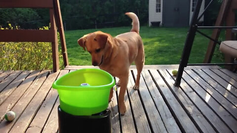 Dog playing with a ball thrower