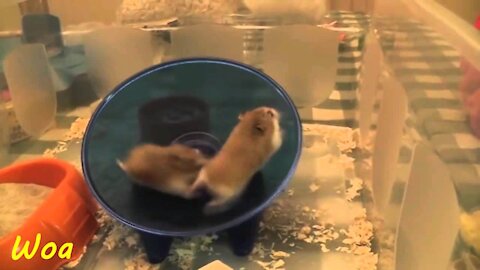 Funny animals Funny hamsters in wheel videos