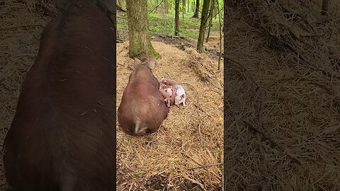 Little Pigs Snuggling With Their Momma @UncleTimsFarm #kärnəvór #carnivore #shorts #hereford