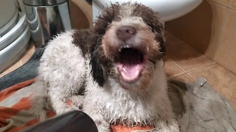 drying the hair of my water dog