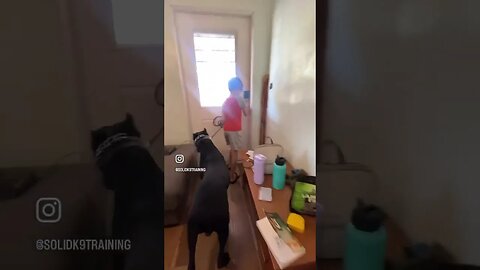 Nervous. Fearful Cane Corso dog works with child