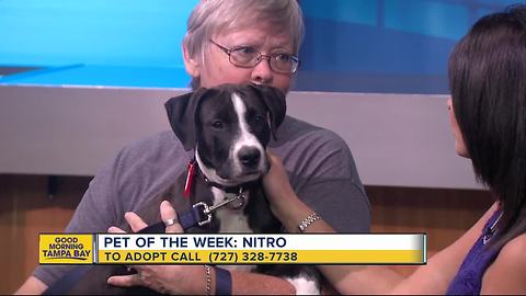 Pet of the week: 4-month-old Nitro is loving puppy searching for his forever family