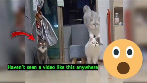 Cat videos moj 🤣🤣