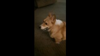 Corgi can't find the pizza