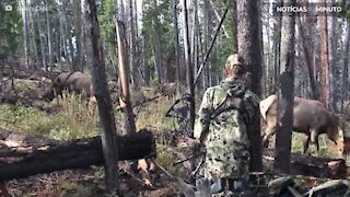 Homem camuflado fica a centímetros de grupo de alces