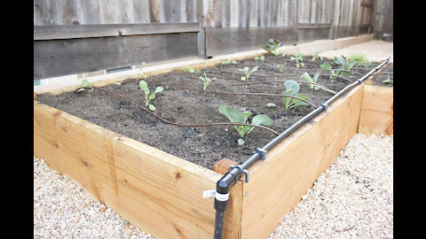 DYI HOME VEGGIE GARDEN - PHASE THREE: PLANT AND IRRIGATE