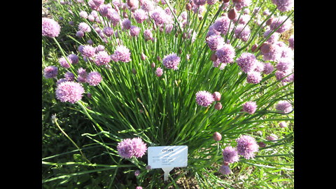 Fresh and Beautiful Chives June 2022