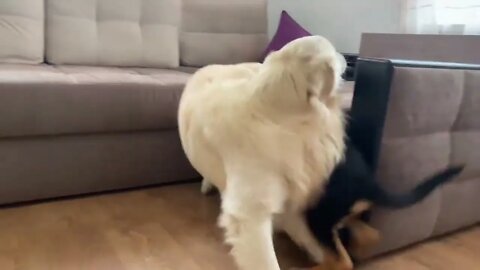 How the Golden Retriever and the German Shepherd Became Best Friends [Compilation]-12